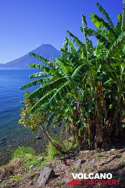 Lake Atitlán shore with banana trees (Photo: Tom Pfeiffer)