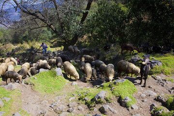 Troupeau de moutons au volcan Santa Maria (Photo: Tom Pfeiffer)