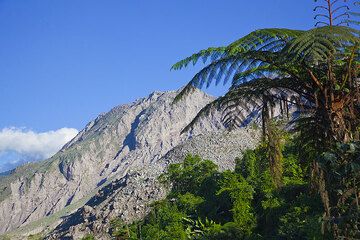 Tree fern near Santiaguito (Photo: Tom Pfeiffer)