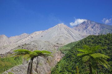 gua_i21150.jpg (Photo: Tom Pfeiffer)