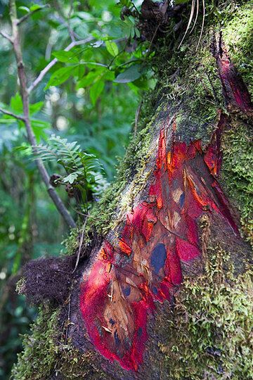 Corteza roja de un árbol (Photo: Tom Pfeiffer)