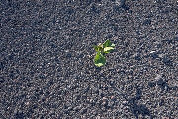 First plants already colonize the 2014 lapilli deposit. (Photo: Tom Pfeiffer)