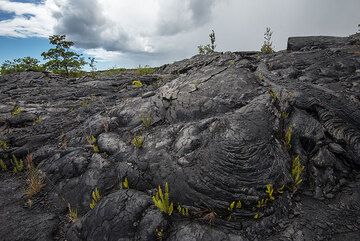 Lava flows near Kalapana, about 13 years old, have started to slowly become green again. Ferns are among the first plants to take hold. (Photo: Tom Pfeiffer)