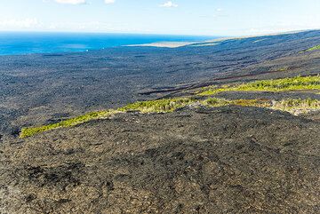 A small remnant of the Royal Gardens forest. (Photo: Tom Pfeiffer)