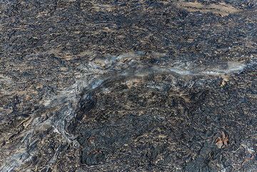 Roof of a lava tube seen from above. (Photo: Tom Pfeiffer)