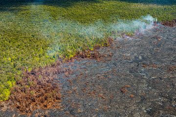 Active Kahauale'a lava flow eating away at the Kahauale`a Forest Reserve. (Photo: Tom Pfeiffer)