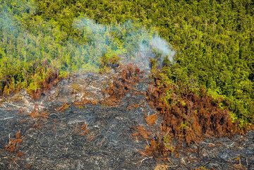 Lava flows invading forest. (Photo: Tom Pfeiffer)