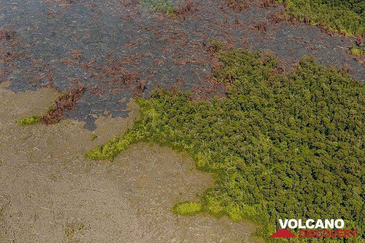 Intact forest, 20 years-old lava flows (left) and recent flows invading the area. (Photo: Tom Pfeiffer)