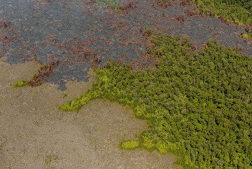 Intact forest, 20 years-old lava flows (left) and recent flows invading the area. (Photo: Tom Pfeiffer)