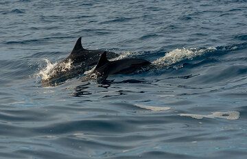 A nice surprise - a school of dolphins joins us on the way. (Photo: Tom Pfeiffer)