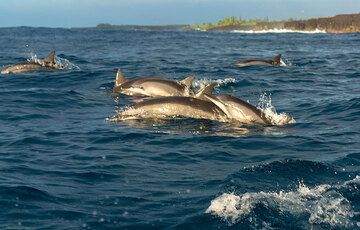 The dolphins form several groups of up to 10 individuals; we stop. (Photo: Tom Pfeiffer)