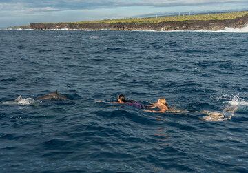 ...to try swimming with dophins! (Photo: Tom Pfeiffer)