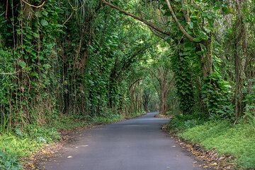 Beautiful road to Pohoiki. (Photo: Tom Pfeiffer)