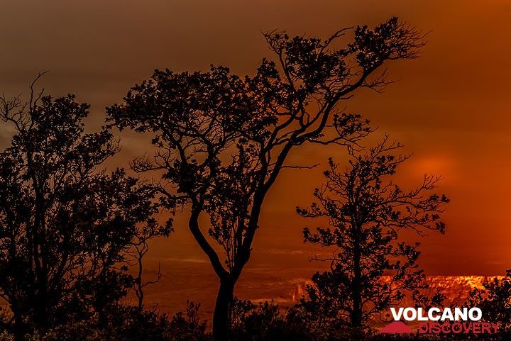 Ohia tree silhouette (Photo: Tom Pfeiffer)