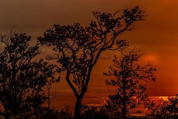 Ohia tree silhouette (Photo: Tom Pfeiffer)