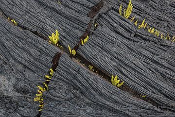 Modèles de fissures réguliers (Photo: Tom Pfeiffer)