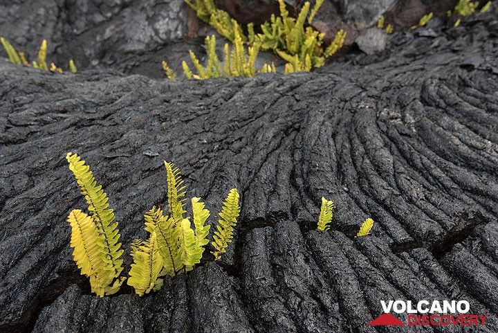 Ferns are among the first plants to colonize new lava flows - here one on Kilauea, Hawaii, erupted about 30 years ago. (Photo: Tom Pfeiffer)