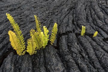 Ferns inside crack. (Photo: Tom Pfeiffer)