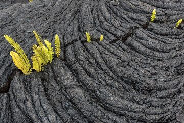 Small ferns colonizing barren lava fields about 30 years old on Kilauea volcano, Hawaii. (Photo: Tom Pfeiffer)