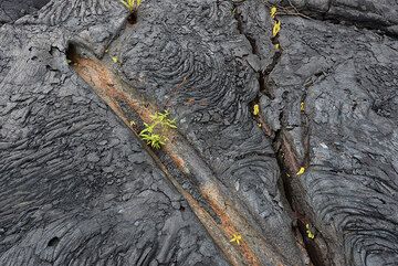 Cast of a tree trunk that has burned away. (Photo: Tom Pfeiffer)