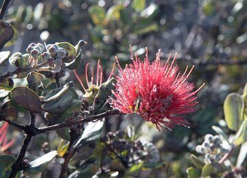 Dew drops on a lehua flower (Photo: Tom Pfeiffer)