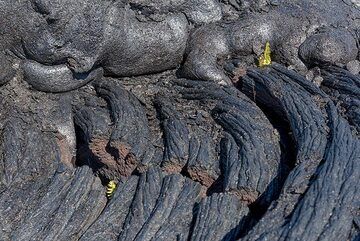 Contact of the young g61 lava flow (formed after July 2016 in this area) with the lava flow surface a few years older, and already inhabited by the first plant settlers, tiny ferns. (Photo: Tom Pfeiffer)