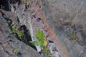 Ferns grow in the once lava-spewing fissure of the Mauna Ulu eruption which had started in 1969. (Photo: Tom Pfeiffer)