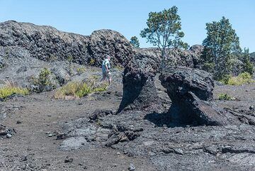 Lava trees: a flood of lava invaded the forest at the beginning of the eruption, coating the trunks of Ohia trees. As the lava drained away later on, the lava molds were left standing. (Photo: Tom Pfeiffer)