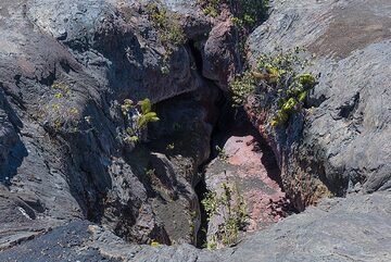 Plants have started to colonize the smooth, hard surfaces of the fissure. (Photo: Tom Pfeiffer)