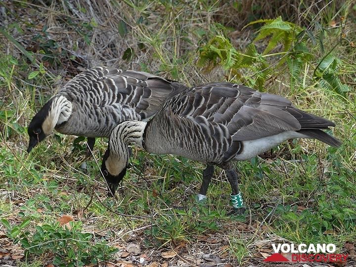 Day 2: Hawaiian geese (nēnē) endemic to the Hawaiian Islands and the official bird of the state of Hawaiʻi. (Photo: Ingrid Smet)