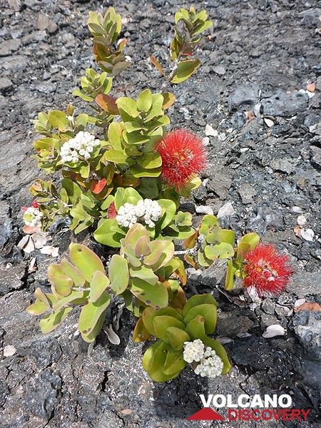 Day 2: Ohia lehua is a pioneer species on new lava and is hence the dominant tree in most mature Hawaiian forests. (Photo: Ingrid Smet)