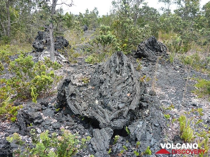 Day 2: ´lava trees´ are formed when lava flows through a forest and siwrls around the base of tree trunks where it forms a thick crust that does stays behind when the main flow has passed and the lava level drops again (Photo: Ingrid Smet)