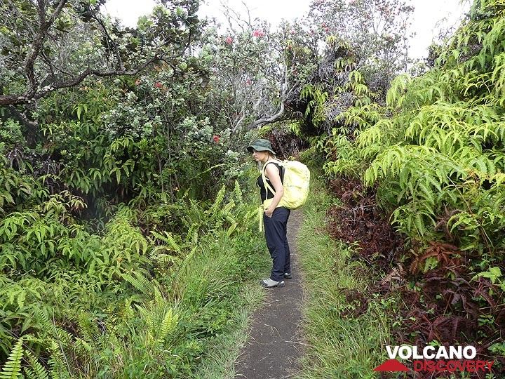 Tag 3: Nach einem reichhaltigen Frühstück im Volcano House wandern wir den Wanderweg am Rand der Kilauea-Caldera entlang (Photo: Ingrid Smet)