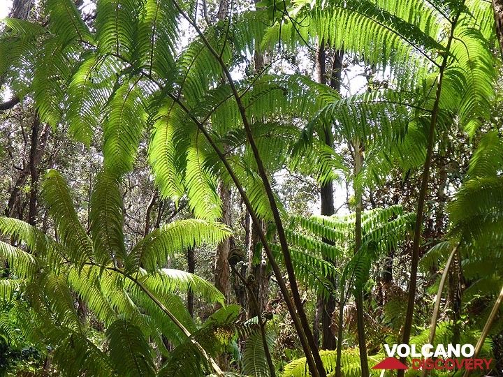 Day 3: (sword)Ferns are a common species of the tropical vegetation along forest trails (Photo: Ingrid Smet)