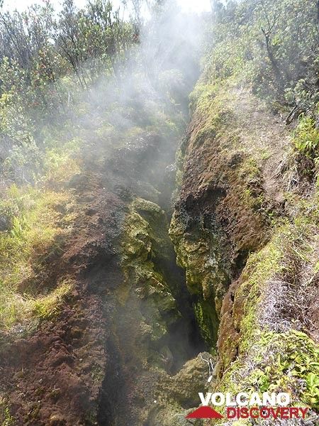Day 3: Different colours restul from steam and other volcanic gasses rising up along fractures. Despite the heat, these steam vents are vegetated by particular plants that love the moist and warmth (Photo: Ingrid Smet)