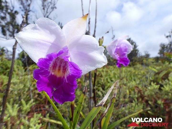 Jour 3 : L'orchidée bambou est l'une des nombreuses plantes tropicales non indigènes introduites à Hawaï où elles prospèrent. (Photo: Ingrid Smet)