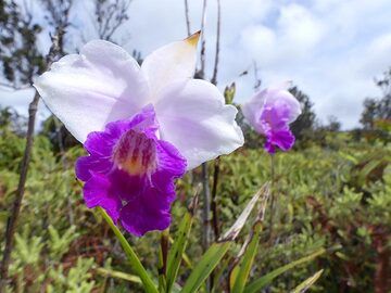 Jour 3 : L'orchidée bambou est l'une des nombreuses plantes tropicales non indigènes introduites à Hawaï où elles prospèrent. (Photo: Ingrid Smet)