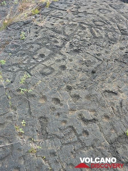 Tag 3: Die Petroglyphen von Pu´u Loa zeigen menschliche Figuren, Tiere sowie geometrische Formen (Photo: Ingrid Smet)