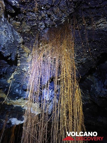 Day 4: Trees have their roots growing through the ceiling of the lava tube and dangling down as large natural curtains (Photo: Ingrid Smet)