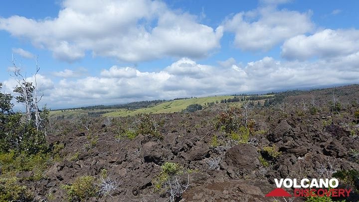 Jour 4 : des coulées de lave a´a plus anciennes et partiellement végétalisées provenant du Mauna Loa le long de la route vers le sud (Photo: Steven Van den Berge / Lana Van Heghe)