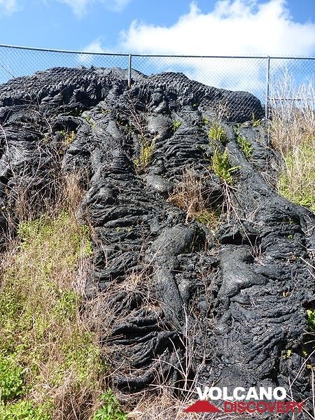 Day 5: A large lava flow ran through the outskirts of Pahoa town in 2015, destroying one home and almost destroying the wast transfer station located below this hill (Photo: Ingrid Smet)