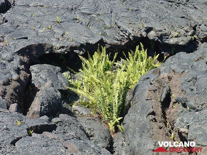 day 5: Ferns are already finding spots to grow within the cracks of the 2 year young lava flow (Photo: Ingrid Smet)