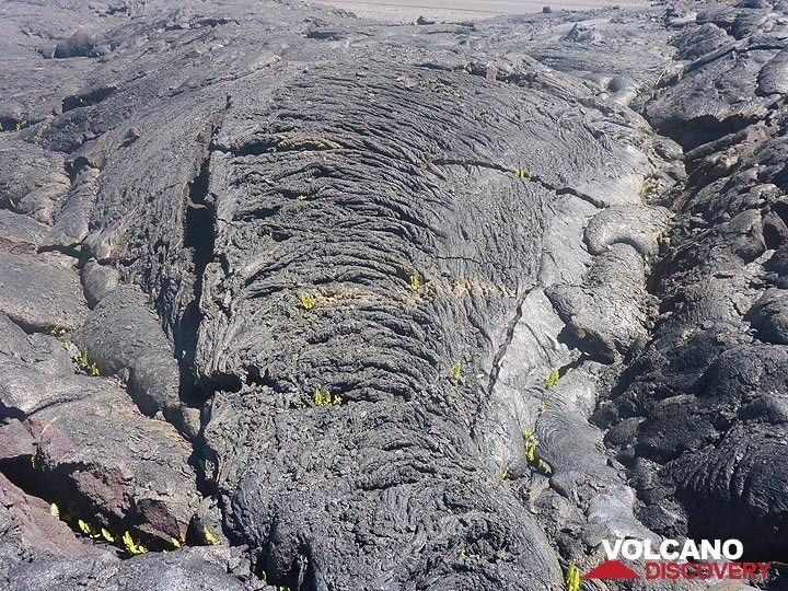 Day 5: Frozen ropey texture of pahoehoe lava flowing downhill (Photo: Ingrid Smet)