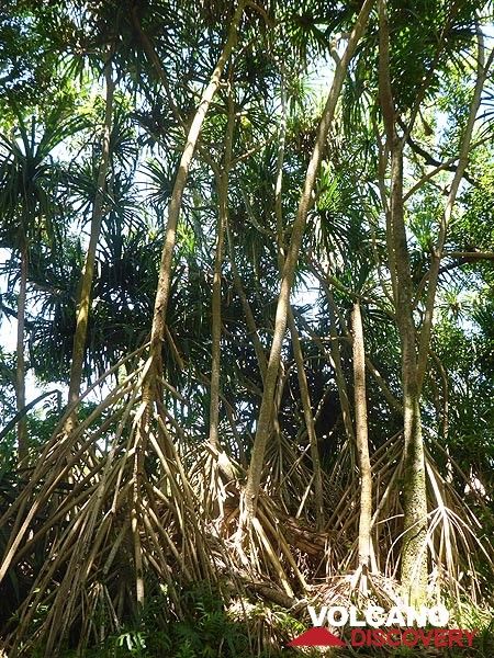 Jour 5 : Arbres de type mangrove (Photo: Ingrid Smet)