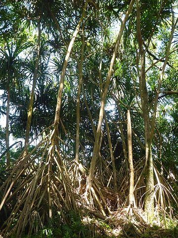 Day 5: Mangrove type of trees (Photo: Ingrid Smet)