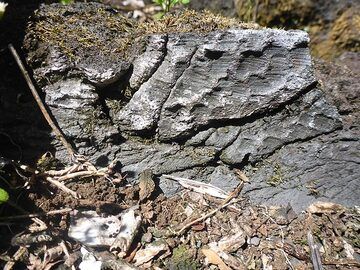Day 5: Imprint of the bark of tree on the lava that encased it. (Photo: Ingrid Smet)