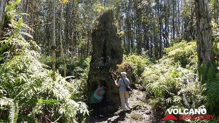 Day 5: One of the larger ´lava trees´ found in the park (Photo: Ingrid Smet)