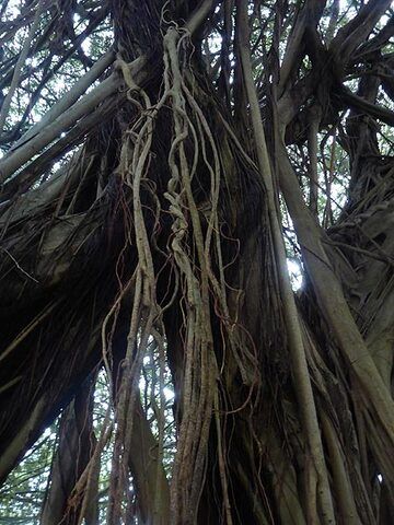 Day 6: Interesting mangrove like trees at Rainbow Falls (Photo: Ingrid Smet)