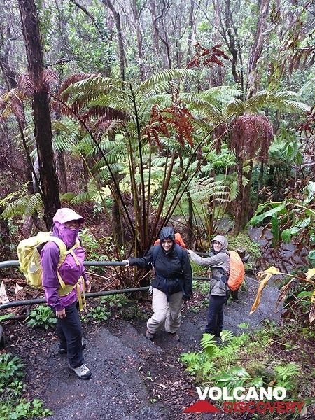 Tag 6: Der Kilauea Iki-Trail beginnt im tropischen Regenwald am Kraterrand, und heute machte das Wetter deutlich, woher die gesamte feuchte tropische Vegetation auf Hawaii kommt ... (Photo: Ingrid Smet)