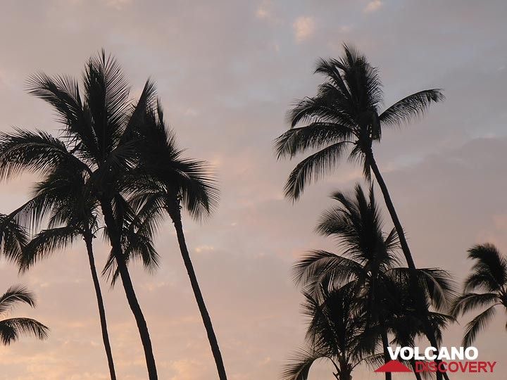 Verlängerungstag 1: Palmen vor einem Sonnenuntergangshimmel (Photo: Ingrid Smet)